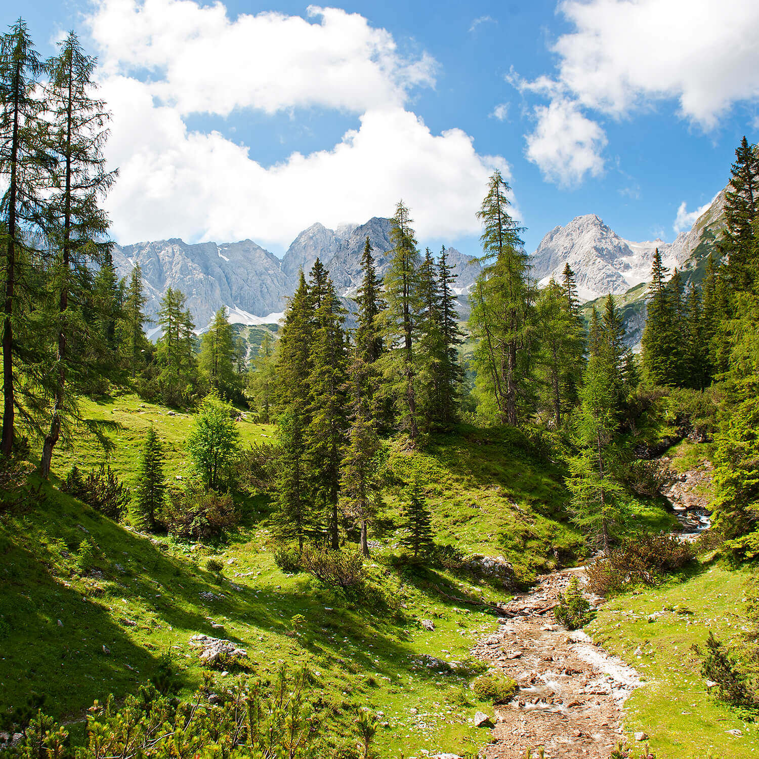 Eine Landschaft mit einem steilen Weg zum Wald und Bergen im Hintergrund dabei scheint die Sonne auf die Landschaft